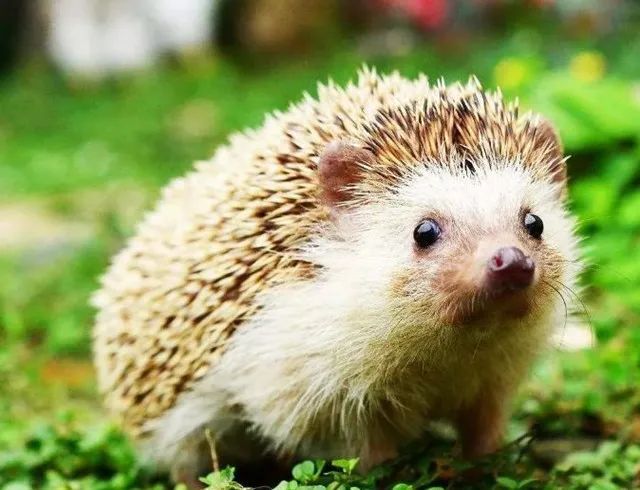 这八种野生动物千万别吃,这八种野生动物千万不要吃