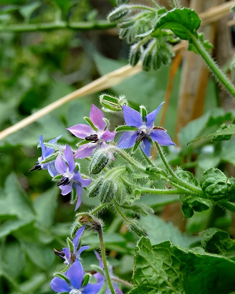 观花草本植物推荐,最具观赏性的观叶植物