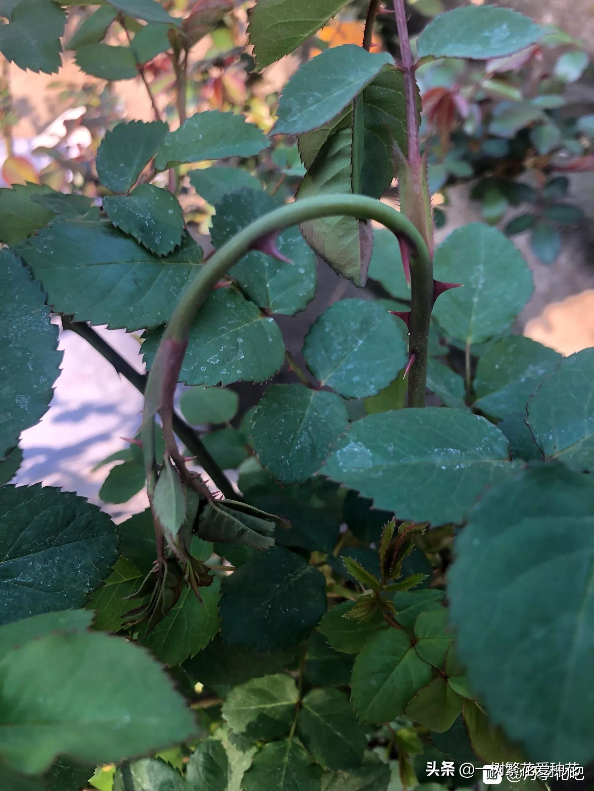 月季开花晒了太阳蔫了补救,月季叶子枯萎像缺水了一样