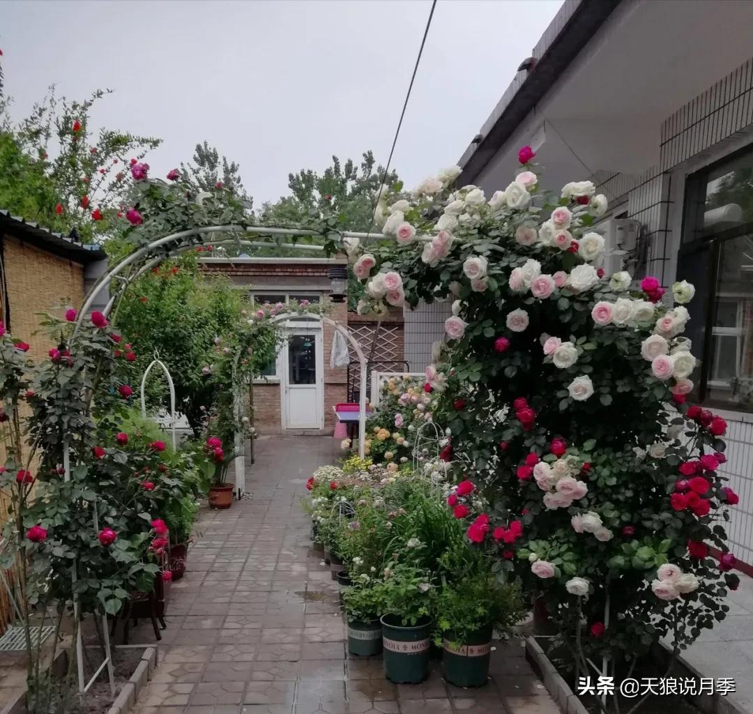 圆滚滚的绣球，瀑布般的花墙，这届花友也太会种花了吧