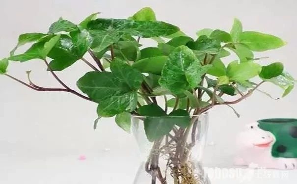 在家里面适合养什么水培植物,最适合家里养的水培植物