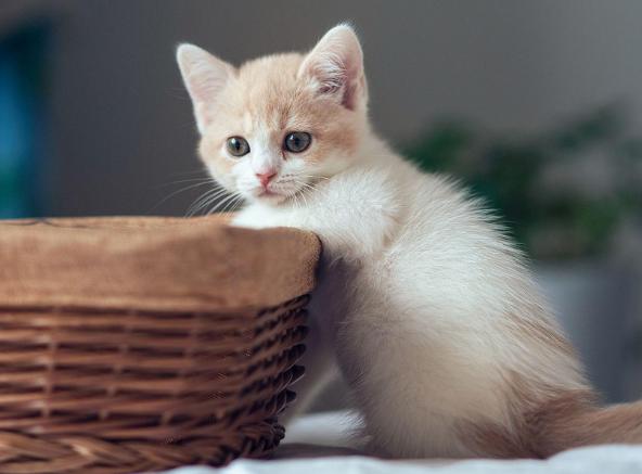 铲屎官不勤铲屎对猫咪危害,给猫咪铲屎它为什么会进猫砂盆