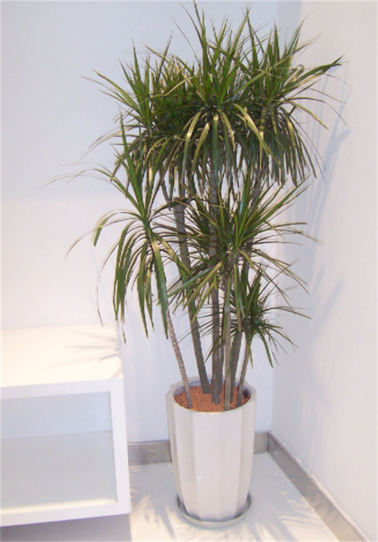 适合院子里种植的耐阴耐寒的植物,十大客厅耐阴绿植冬天不死的植物