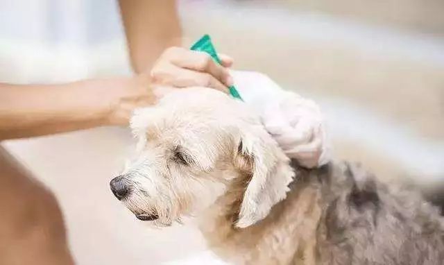 狗狗体外驱虫药是什么,狗狗体内和体外驱虫药推荐