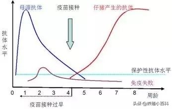 猪场免疫抑制的原因及解决方案,猪瘟免疫失败症状