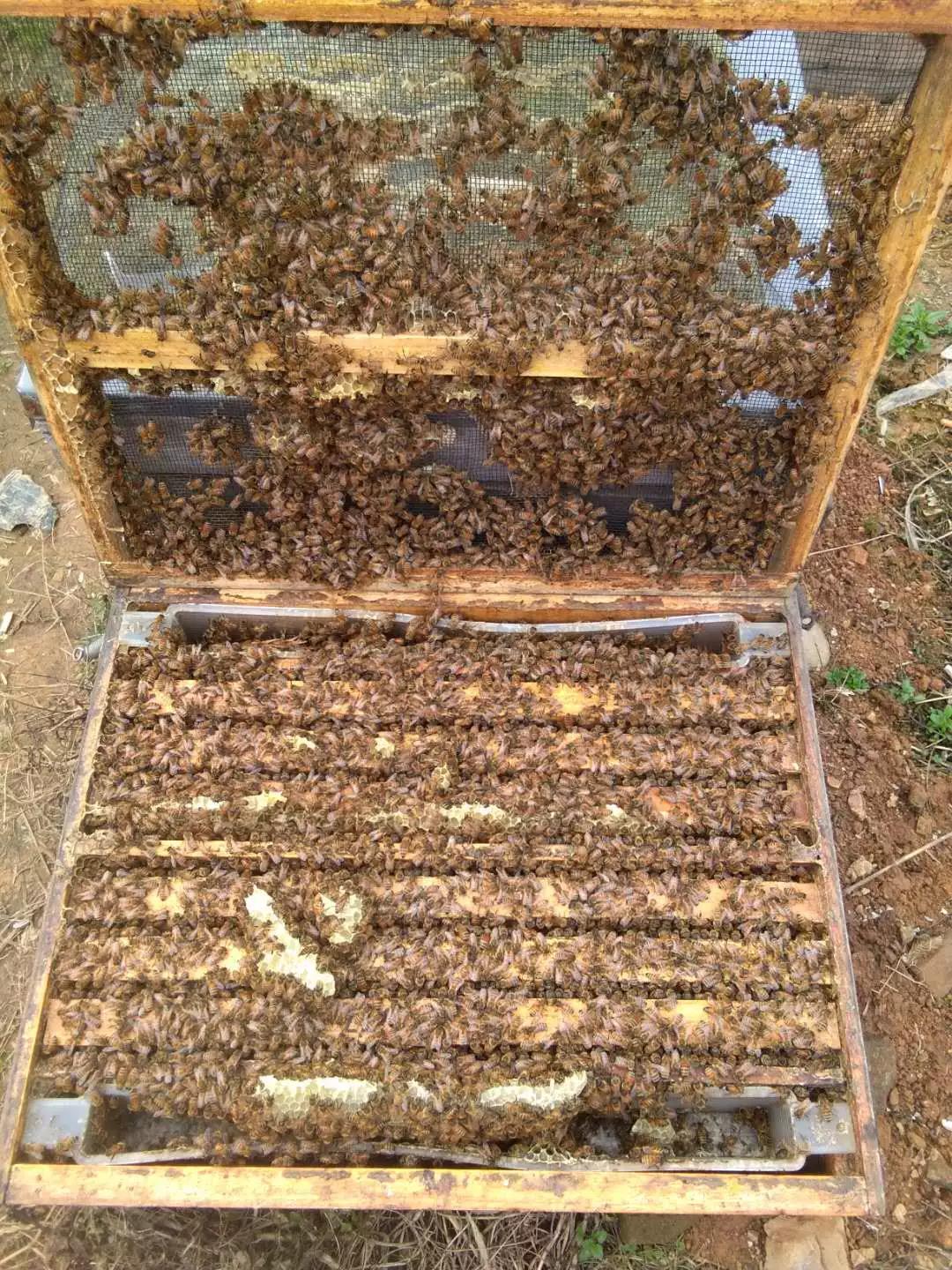 意蜂春繁遇倒春寒天气,蜜蜂春繁遇到倒春寒该怎么办