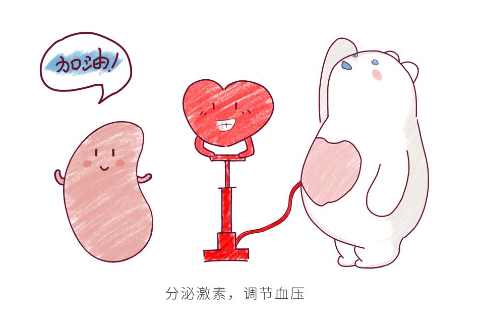 儿童怎么保护肾脏功能,儿童肾病怎么保护肾