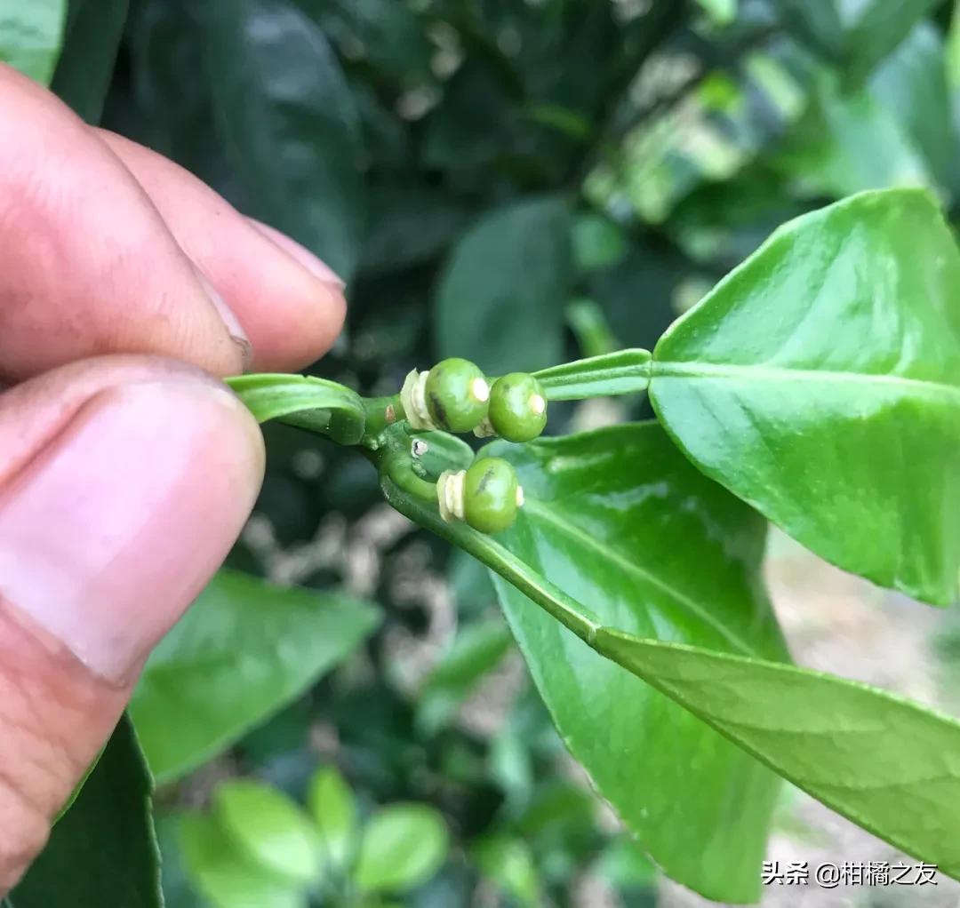柑橘果面发黑怎么回事,柑橘幼果变黑脱落
