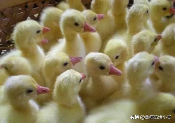 养鹅怎么养最快最有效方法,冬天养鹅的最佳方法