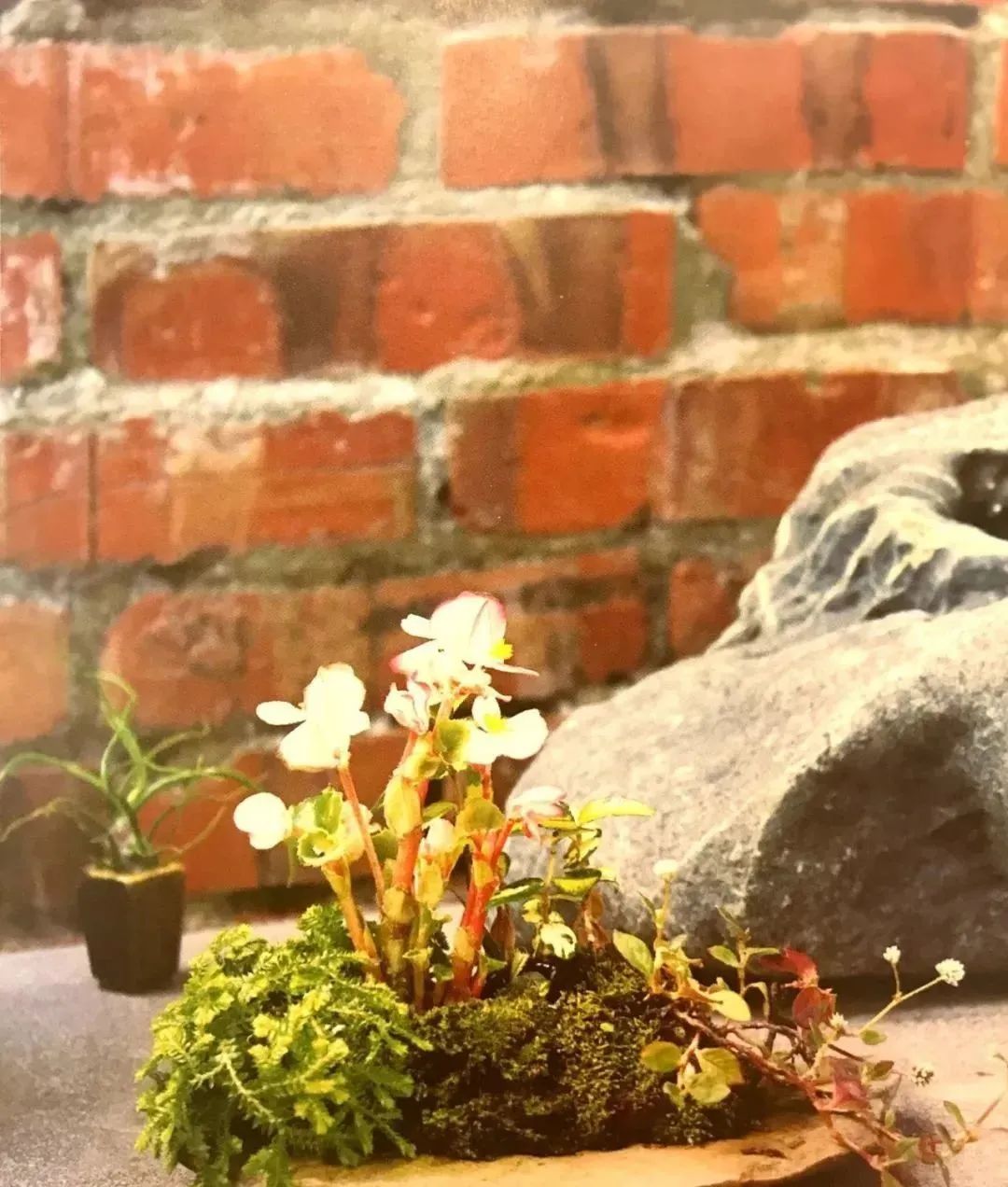 适合初学者制作的盆景造型,2016年最新盆景制作以及盆景欣赏