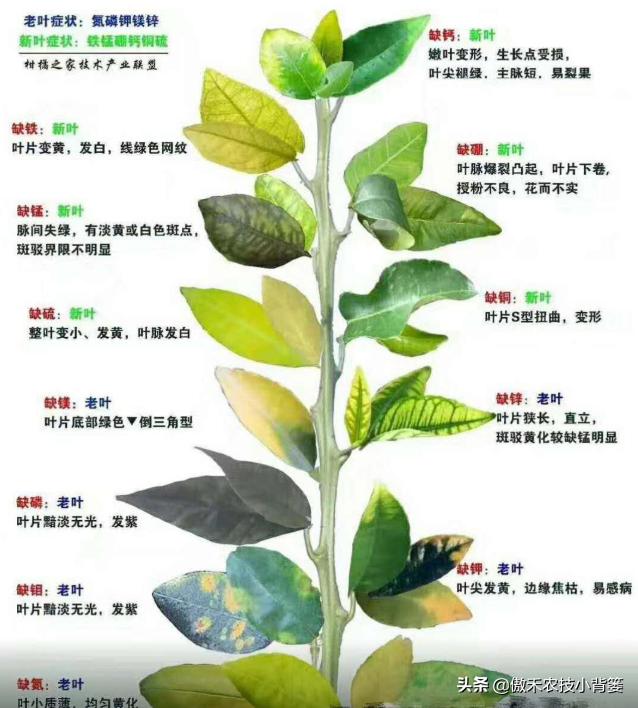 花卉绿植黄叶枯叶如何处理,花卉绿植黄叶原因是什么