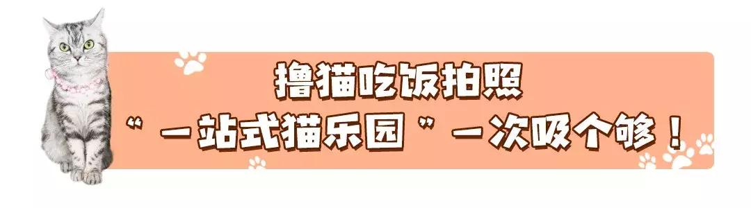 吃饭玩耍一体店,吃饭撸猫二选一