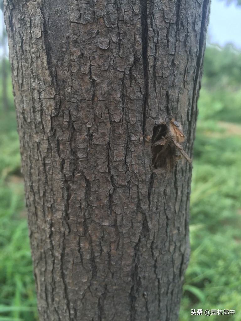 白蜡树秋季,白蜡观赏期