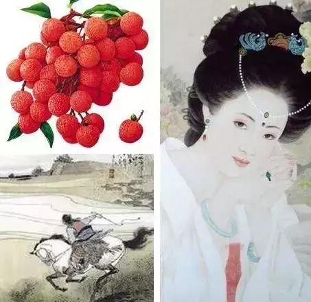 杨贵妃妃子笑荔枝,一骑红尘妃子笑杨贵妃喜欢荔枝吗