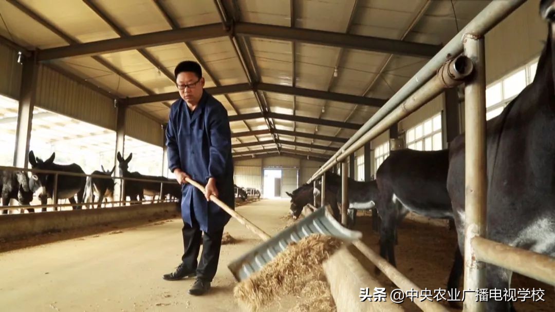 田间示范秀2020年视频,田间示范秀养绵羊