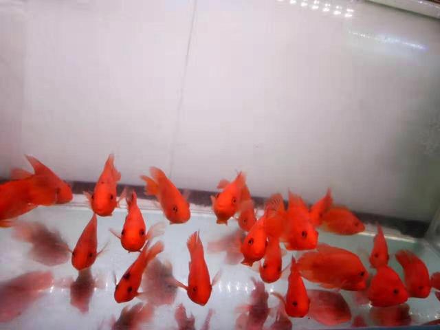 开缸添加硝化细菌需要注意什么,鱼缸添加硝化细菌后亚硝酸盐升高