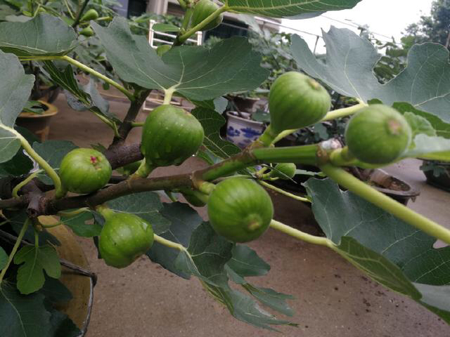 刚挂果的盆栽无花果怎样养护,无花果结果后怎么养护