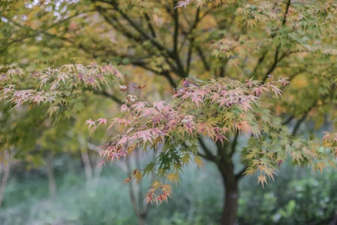 巴南又能耍又有吃的,重庆有什么美食巴南区