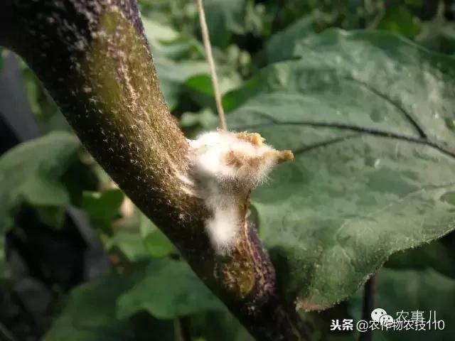 种茄子的六个步骤简短文字,种茄子的基本知识