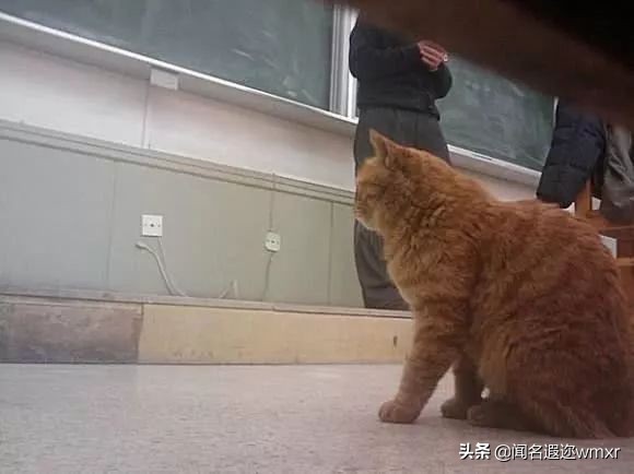 你有猫病表情包,你有猫病啊图片