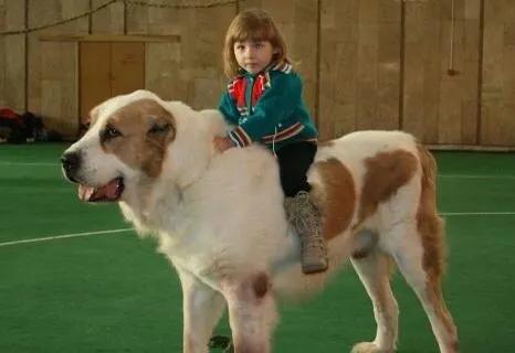 世界各国大型猛犬排名,世界各国猛犬排名