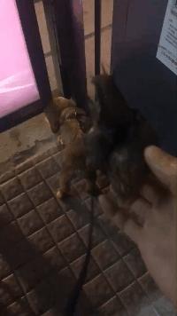 什么蜗牛可以吃而且做得也好吃呢,中国吃货不敢吃的蜗牛