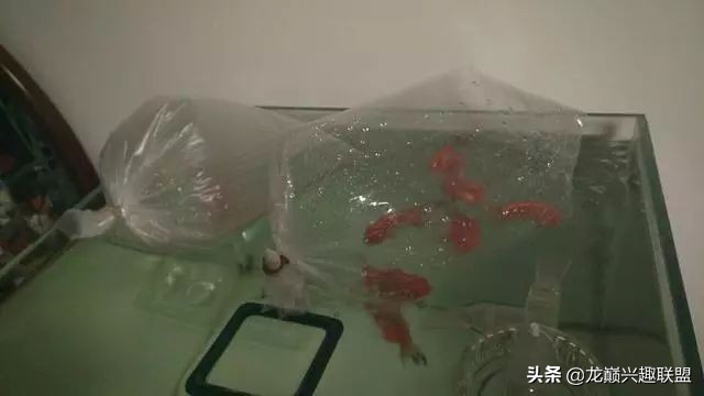 垃圾桶旁边的四方鱼缸,捡回去养了一缸金鱼,别说还挺不错