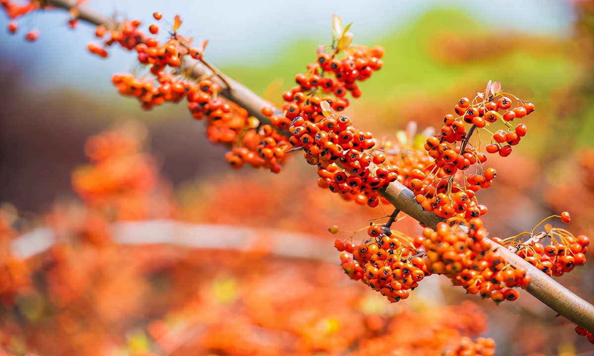 疆新域新疆特产,正宗新疆阿勒泰特产