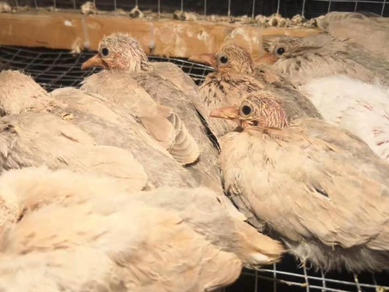 人工养殖的斑鸠一年能繁殖几窝,斑鸠的人工养殖方法