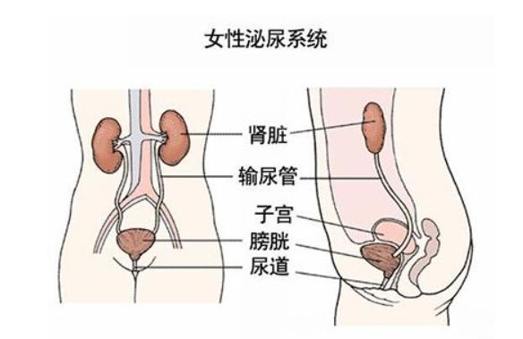 尿频尿路感染了吃什么饭,尿频尿急尿路感染吃什么保健品好