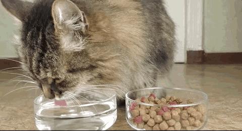 金渐层猫咪只喝水不吃粮怎么回事,猫咪之前爱喝水突然就不爱喝水了