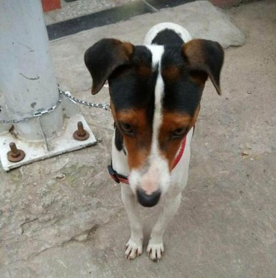 杰克罗素梗和德国猎犬哪个厉害,杰克罗素梗是什么型犬