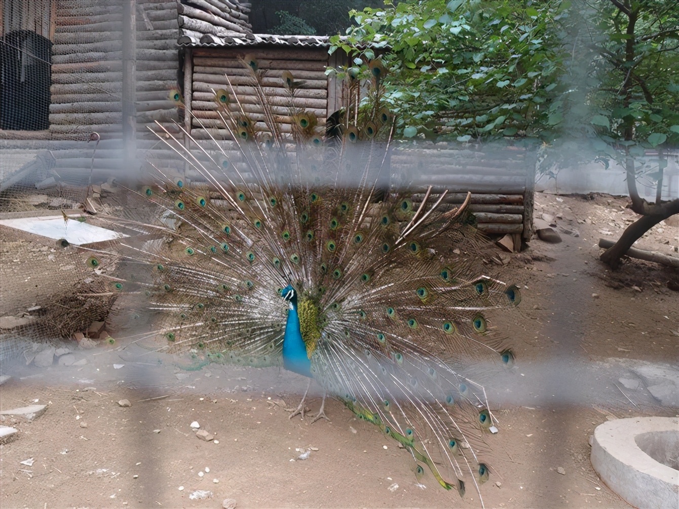 八达岭动物园观看老虎,八达岭动物园游玩