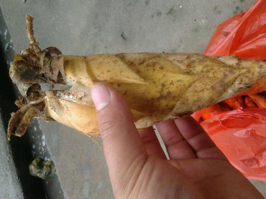 大叔挖冬笋全凭经验一挖一个准,挖冬笋新招式来了