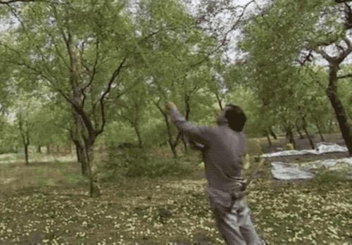 金丝蜜枣是怎么做成的,金丝蜜枣是怎么制成的