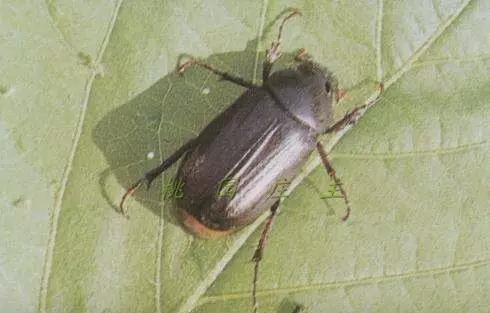 桃园地下害虫怎么治,桃园瓢虫的治理