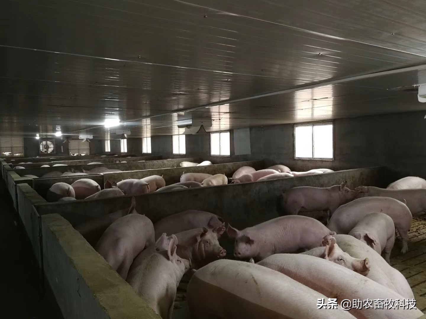 发酵中草药将成为防控非洲猪瘟的有力军，成本低效果肯定大量案例