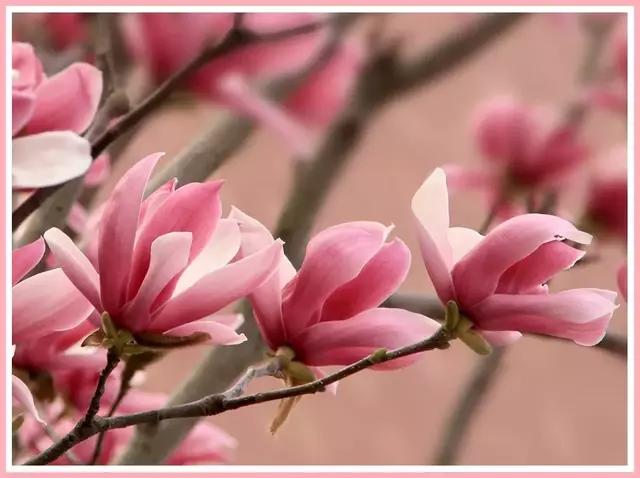 魔都赏花旅游攻略,魔都春季赏花好地方