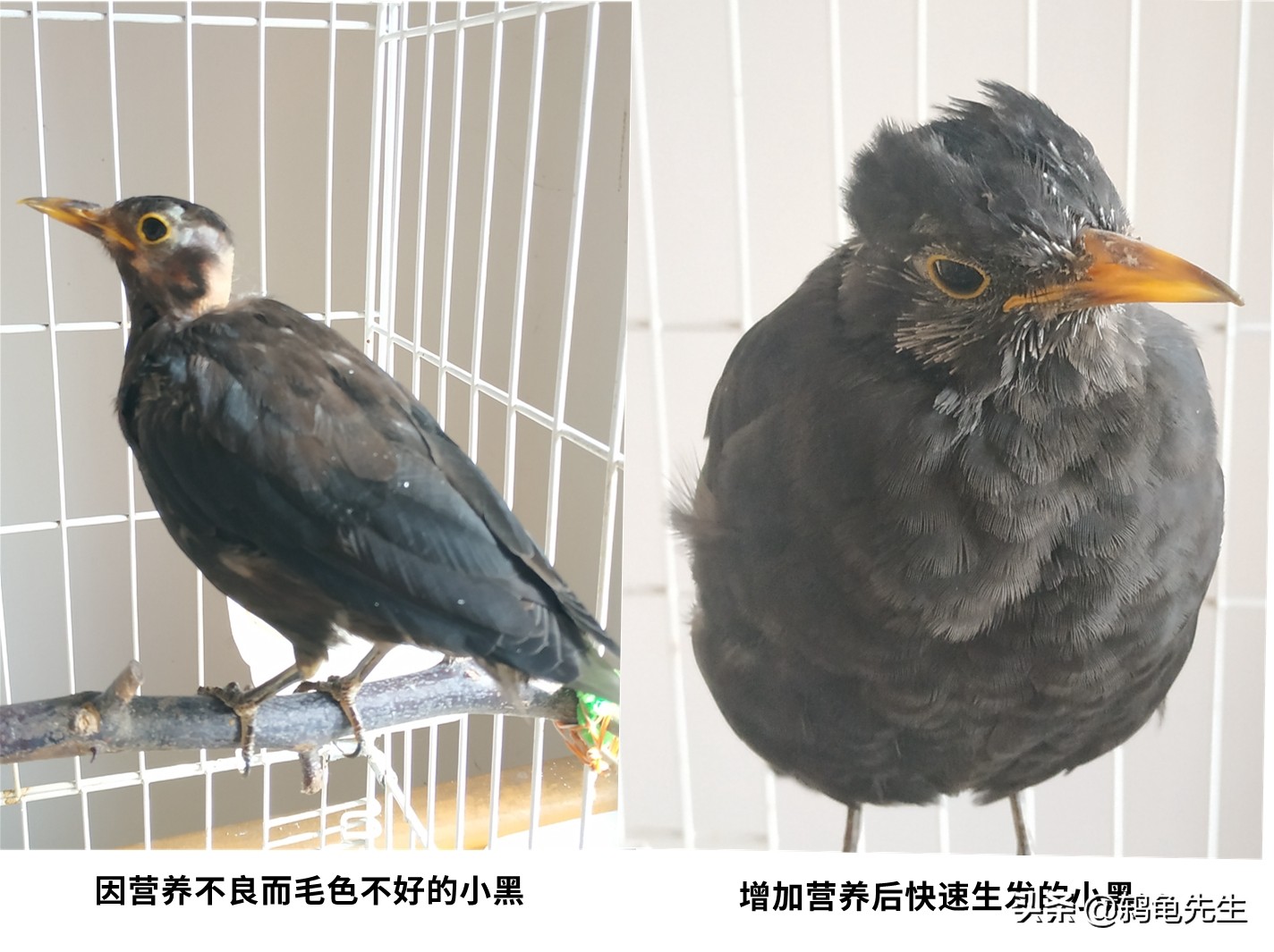 乌鸫幼鸟晚上怎么保暖,乌鸫鸟过冬需要多少度