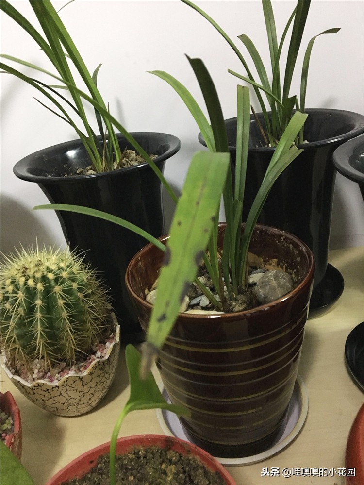 专治兰花黑斑,兰花的黑斑病用大蒜可以治疗吗