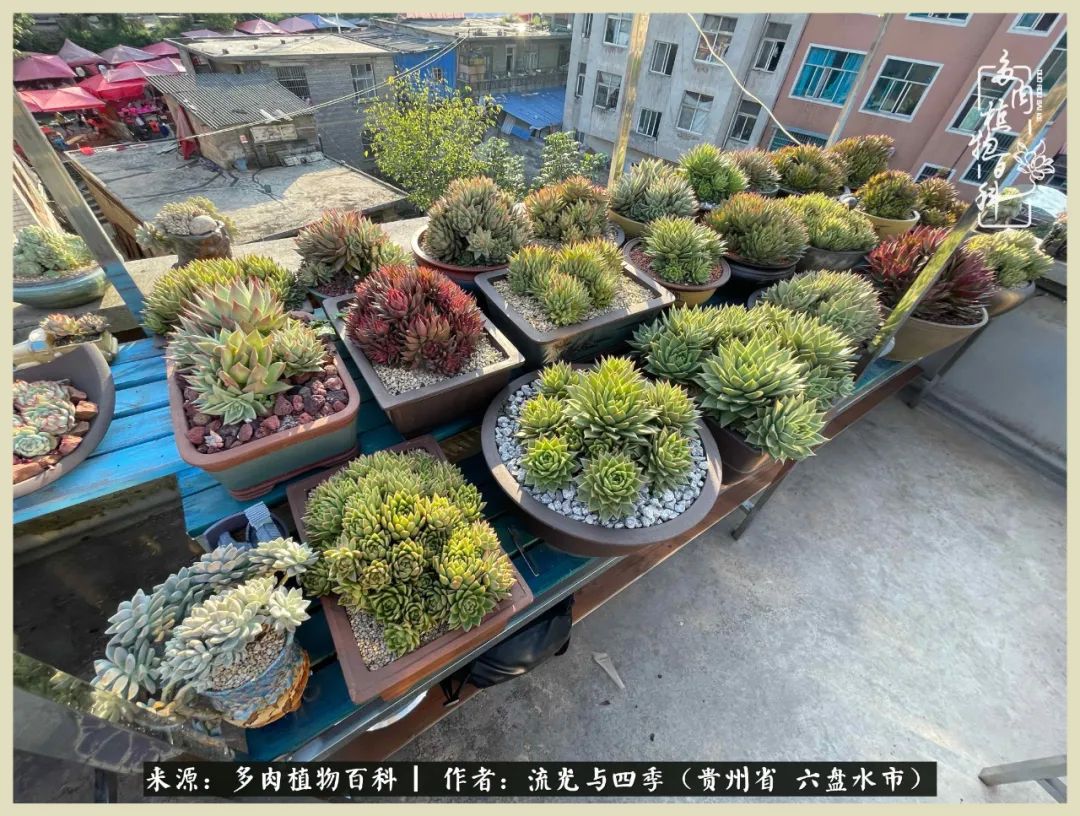 国庆假期你快乐吗?来,凉都美肉与你相伴一一小乌木的霸气东云