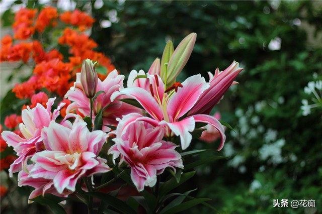 枯萎的百合花有什么用,枯萎的百合花怎么救