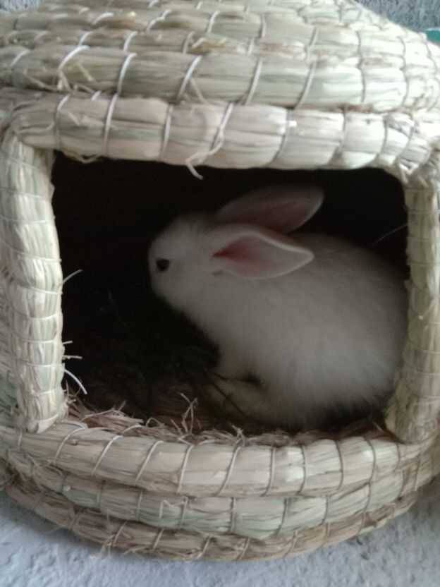 兔子为什么不睡觉,兔子为什么不下蛋