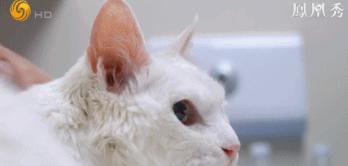 8.1国产良心,分分钟救你「狗命」