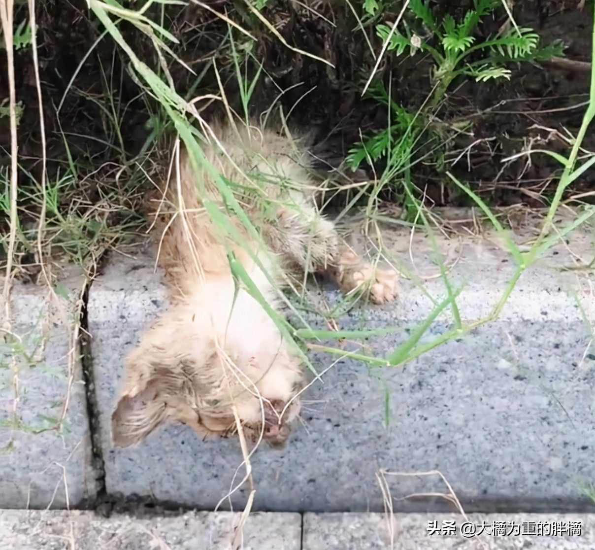 流浪小猫被丢弃遇见好心人被收养,流浪小猫蜷缩在马路小伙暖心救助