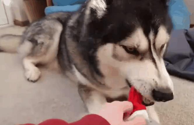 狗狗吃醋怎么办,狗狗“吃醋”的哪些表现