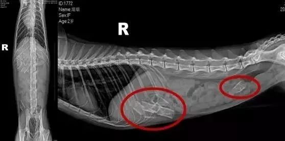 我家猫吞了根针险些丧命，这些东西千万别让猫碰