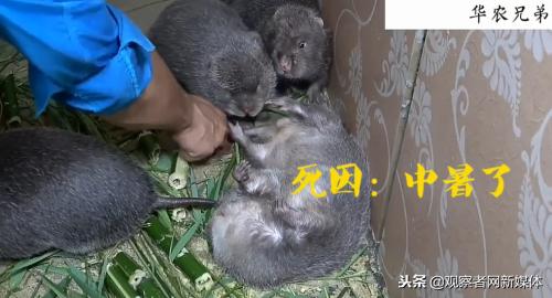 鍗庡啘鍏勫紵鍙嬫儏,鍗庡啘鍏勫紵娌宠竟