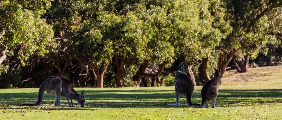 中国吃货最多的国宝,中国人为啥都是吃货