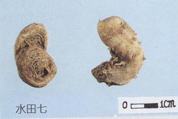 怎样辨别三七真假最简单的方法,真假三七粉如何辨别